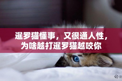 暹羅貓懂事，又很通人性，為啥越打暹羅貓越咬你