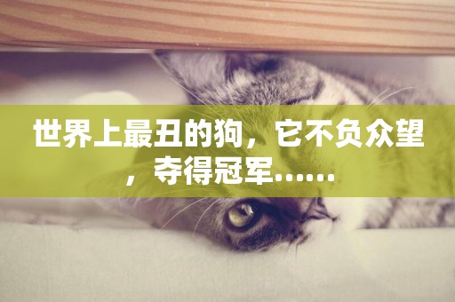 世界上最丑的狗，它不負眾望，奪得冠軍……