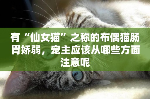 有“仙女貓”之稱的布偶貓腸胃嬌弱，寵主應該從哪些方面注意呢