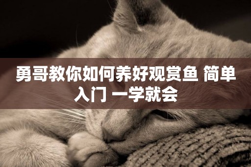 勇哥教你如何養好觀賞魚 簡單入門 一學就會