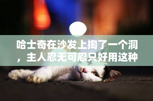 哈士奇在沙發上掏了一個洞，主人忍無可忍只好用這種方式懲罰它