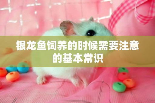 銀龍魚飼養的時候需要注意的基本常識
