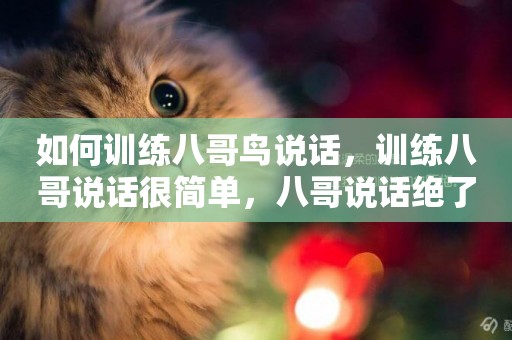 如何訓練八哥鳥說話，訓練八哥說話很簡單，八哥說話絕了