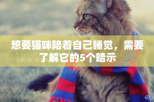 想要貓咪陪著自己睡覺，需要了解它的5個暗示