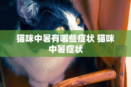 貓咪中暑有哪些癥狀 貓咪中暑癥狀