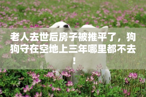 老人去世后房子被推平了，狗狗守在空地上三年哪里都不去！