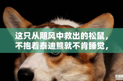這只從颶風中救出的松鼠，不抱著泰迪熊就不肯睡覺，畫面很萌