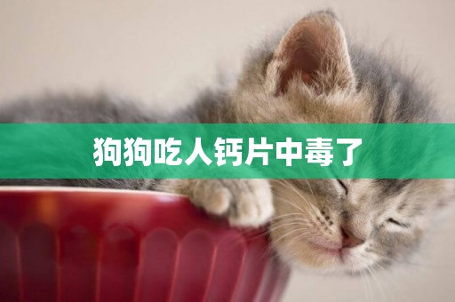 狗狗吃人鈣片中毒了