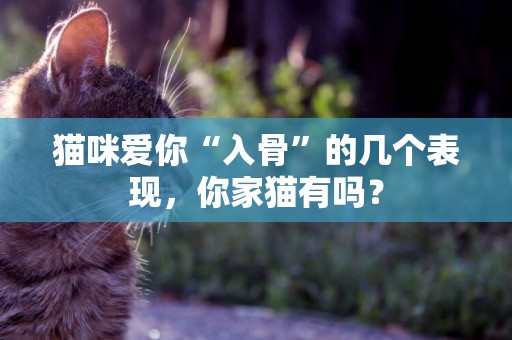 貓咪愛你“入骨”的幾個表現，你家貓有嗎？
