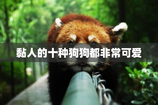 黏人的十種狗狗都非常可愛