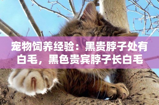 寵物飼養經驗：黑貴脖子處有白毛，黑色貴賓脖子長白毛