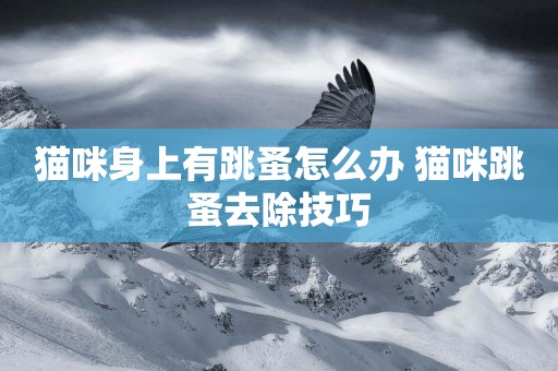 貓咪身上有跳蚤怎么辦 貓咪跳蚤去除技巧