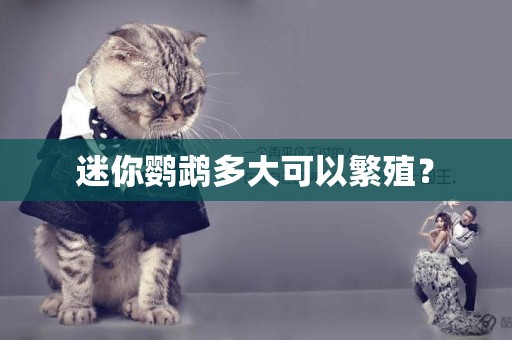 迷你鸚鵡多大可以繁殖？