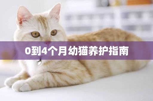 0到4個月幼貓養護指南