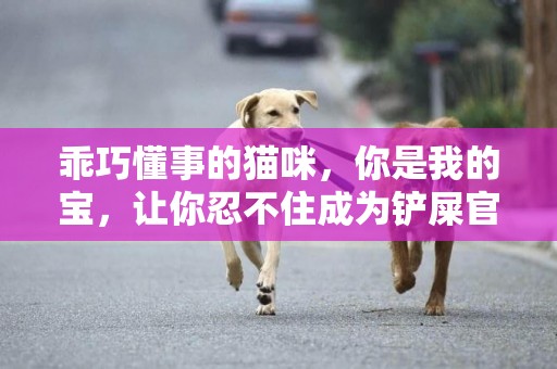 乖巧懂事的貓咪，你是我的寶，讓你忍不住成為鏟屎官