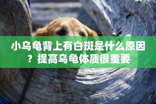 小烏龜背上有白斑是什么原因？提高烏龜體質很重要