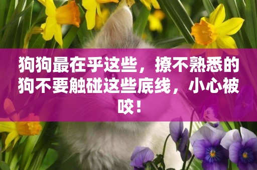 狗狗最在乎這些，撩不熟悉的狗不要觸碰這些底線，小心被咬！