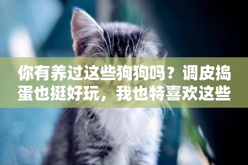 你有養過這些狗狗嗎？調皮搗蛋也挺好玩，我也特喜歡這些