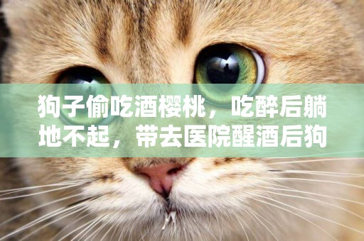 狗子偷吃酒櫻桃，吃醉后躺地不起，帶去醫院醒酒后狗子的舉動亮了