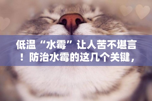 低溫“水霉”讓人苦不堪言！防治水霉的這幾個關鍵，你都了解嗎？