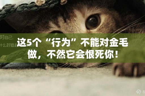 這5個“行為”不能對金毛做，不然它會恨死你！