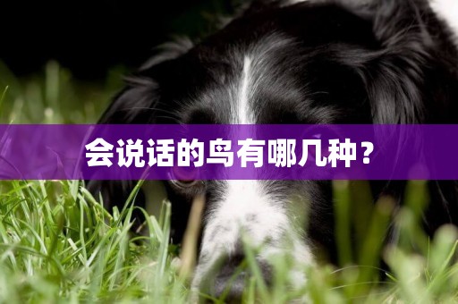 會說話的鳥有哪幾種？