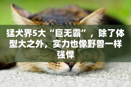 猛犬界5大“巨無霸”，除了體型大之外，實力也像野獸一樣強悍