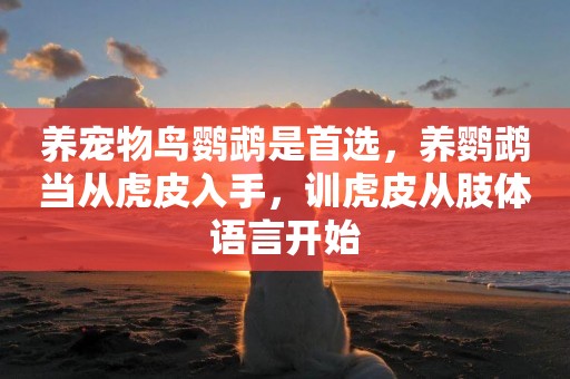 養寵物鳥鸚鵡是首選，養鸚鵡當從虎皮入手，訓虎皮從肢體語言開始