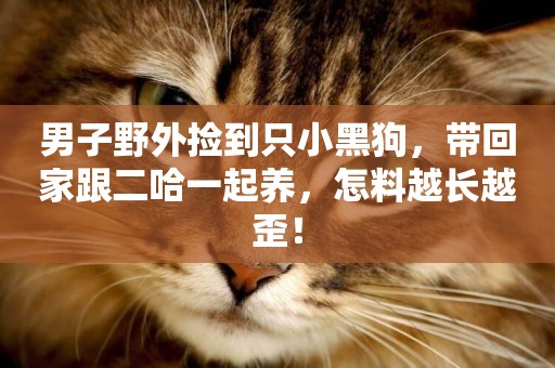 男子野外撿到只小黑狗，帶回家跟二哈一起養，怎料越長越歪！