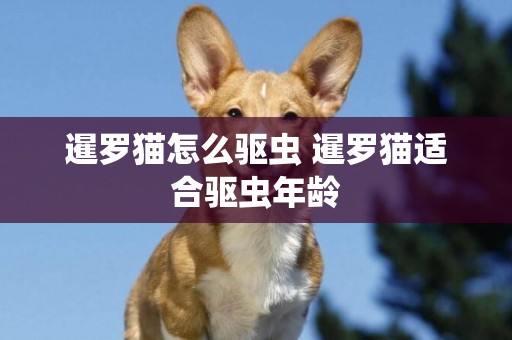暹羅貓怎么驅蟲 暹羅貓適合驅蟲年齡