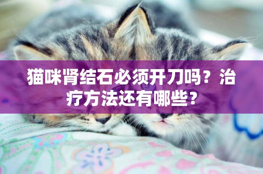 貓咪腎結石必須開刀嗎？治療方法還有哪些？
