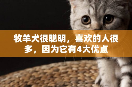 牧羊犬很聰明，喜歡的人很多，因為它有4大優點