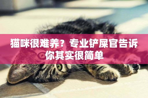 貓咪很難養？專業鏟屎官告訴你其實很簡單