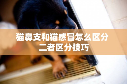 貓鼻支和貓感冒怎么區分 二者區分技巧