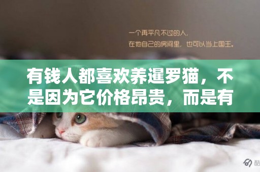 有錢人都喜歡養暹羅貓，不是因為它價格昂貴，而是有這幾個優點！