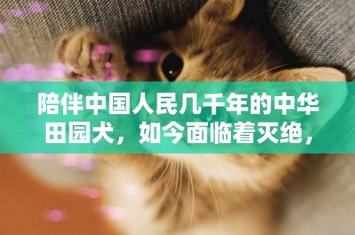 陪伴中國人民幾千年的中華田園犬，如今面臨著滅絕，這不是開玩笑