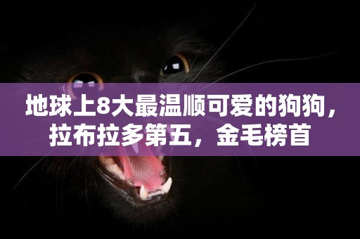 地球上8大最溫順可愛的狗狗，拉布拉多第五，金毛榜首