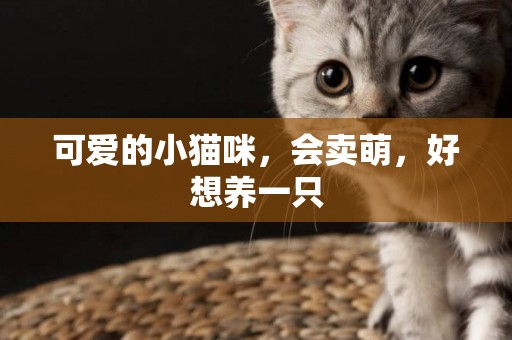 可愛的小貓咪，會賣萌，好想養一只