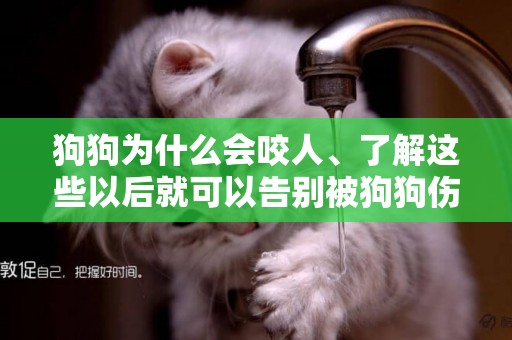 狗狗為什么會咬人、了解這些以后就可以告別被狗狗傷害
