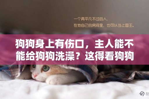 狗狗身上有傷口，主人能不能給狗狗洗澡？這得看狗狗的情況