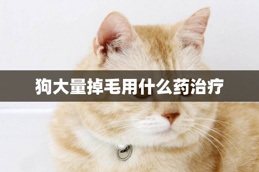 狗大量掉毛用什么藥治療