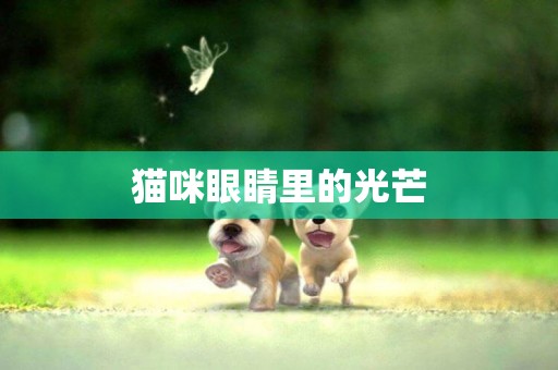 貓咪眼睛里的光芒