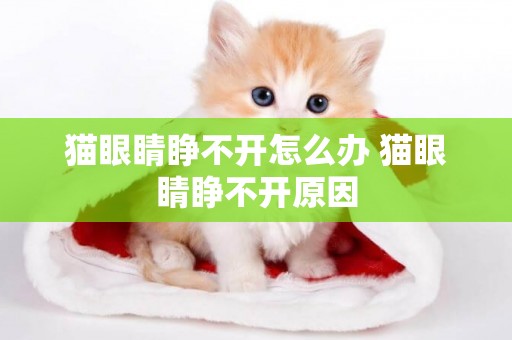 貓眼睛睜不開怎么辦 貓眼睛睜不開原因