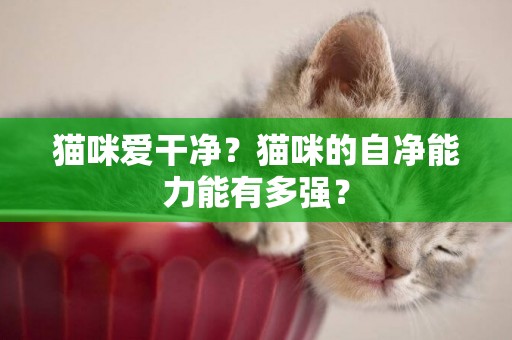 貓咪愛干凈？貓咪的自凈能力能有多強？
