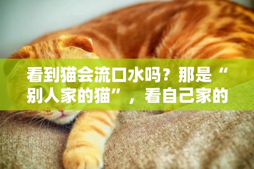 看到貓會流口水嗎？那是“別人家的貓”，看自己家的都“流汗”