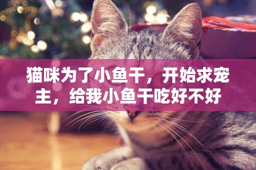 貓咪為了小魚干，開始求寵主，給我小魚干吃好不好