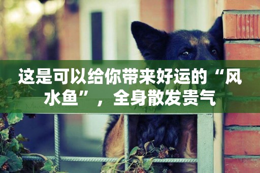 這是可以給你帶來好運的“風水魚”，全身散發貴氣