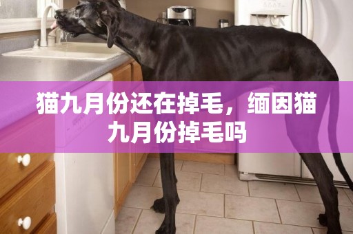 貓九月份還在掉毛，緬因貓九月份掉毛嗎