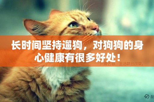 長時間堅持遛狗，對狗狗的身心健康有很多好處！