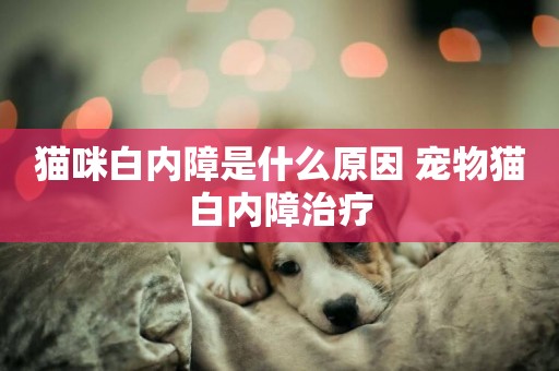 貓咪白內障是什么原因 寵物貓白內障治療